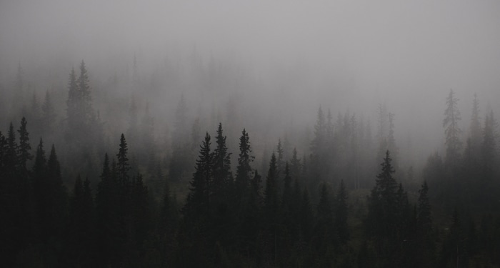 Dark Misty Forest Landscape