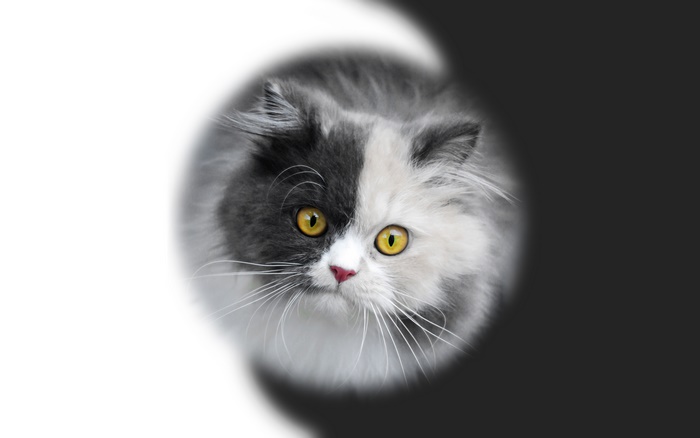 Bicolor Persian Cat with Yellow Eyes
