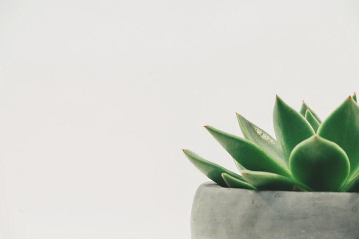 Succulent plant in a gray pot on a white background