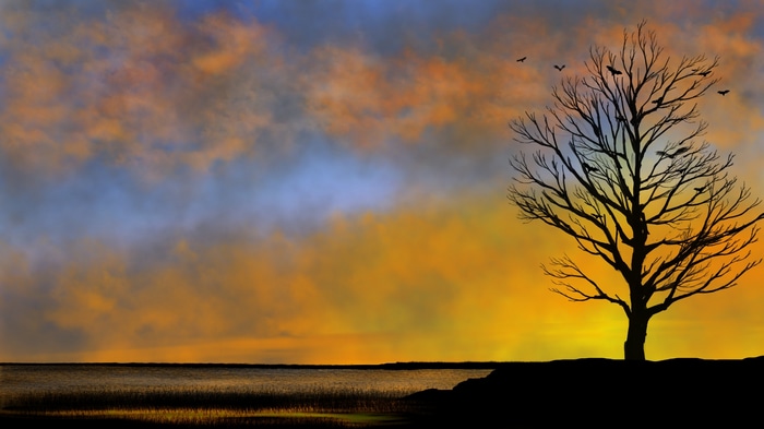 Silhouette of a bare tree against a sunset sky