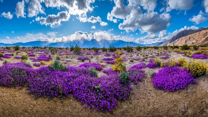 Desert wildflowers bloom in California mountains under clouds