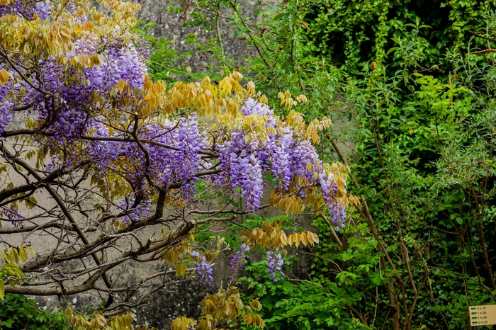 Purple Wisteria flowers blooming on branches