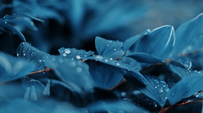 Blue leaves with water drops, macro photography