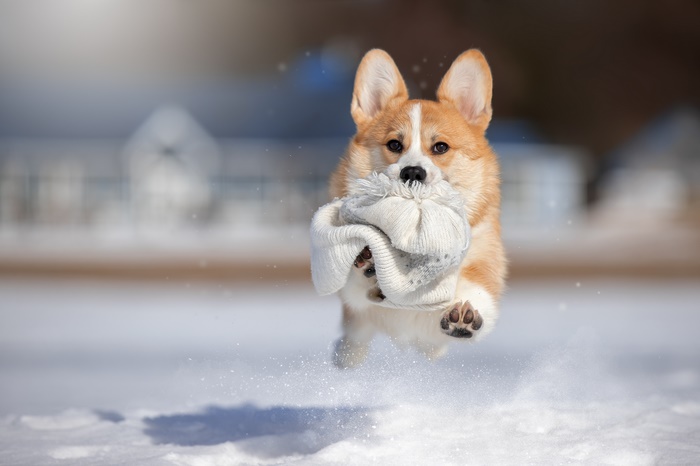 Corgi running in the snow with a hat