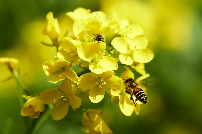 4K macro shot of bee and fly on yellow flowers