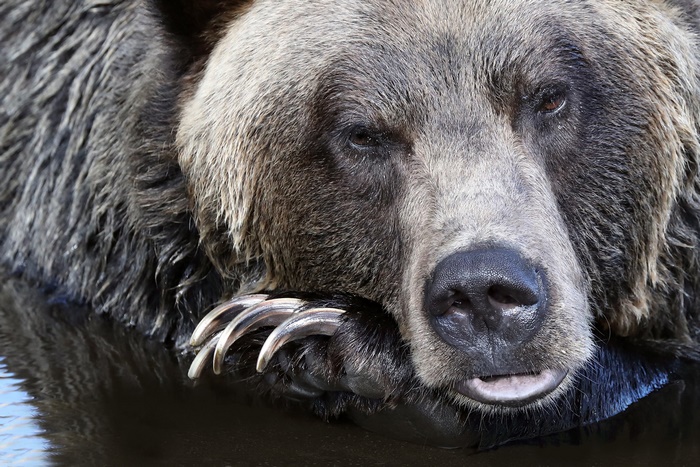 Grizzly bear resting in water with sharp claws visible
