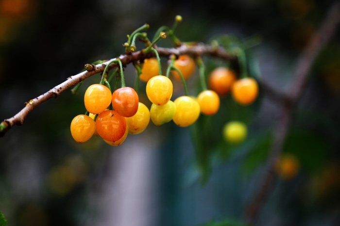 Yellow and orange cherries on a branch