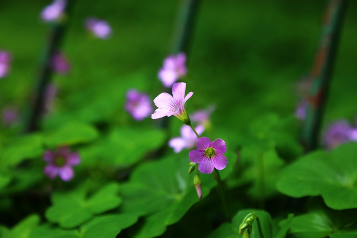 4K nature green spring flowers and leaves