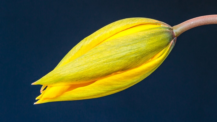 Yellow tulip bud against a dark blue background