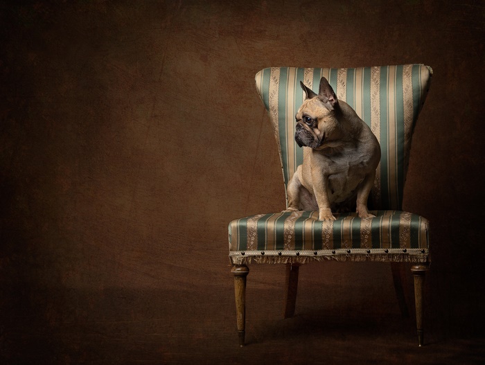French Bulldog Sitting on a Striped Chair