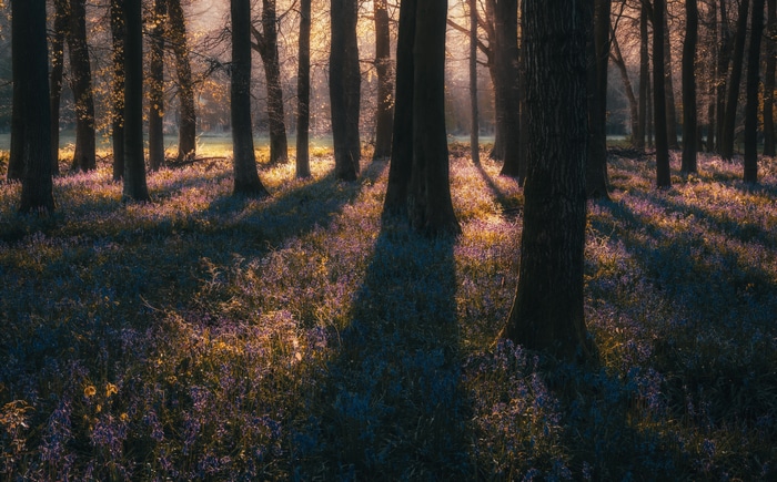 4K forest with bluebells at sunset