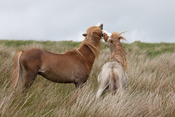 Two horses playing in tall grass