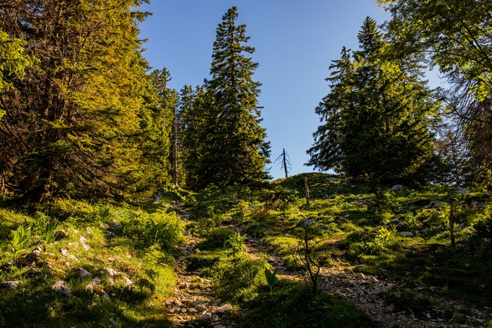 A rocky path winds through a sunlit forest with tall trees.