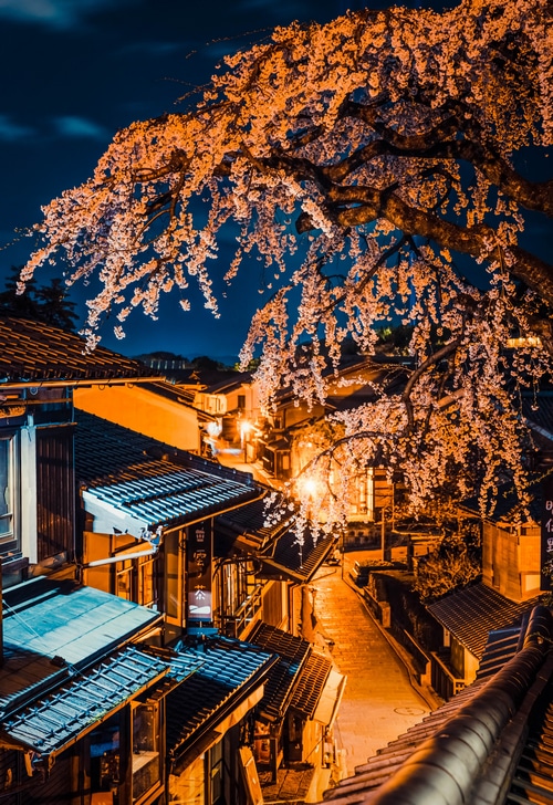 Cherry blossoms at night in a Japanese street