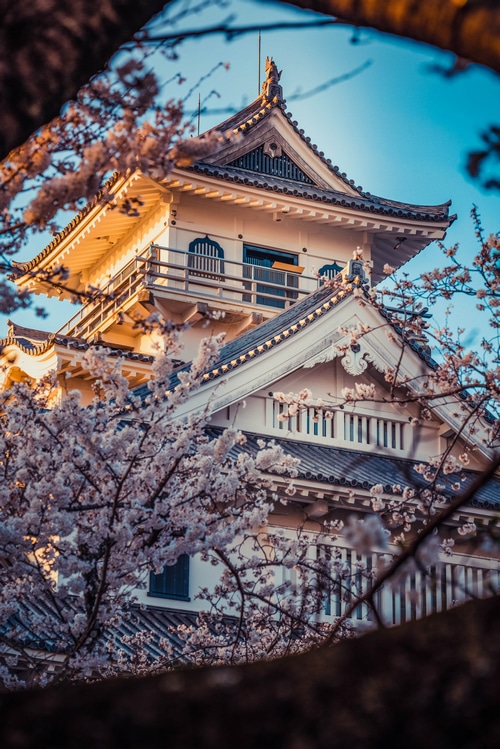 Japanese castle with cherry blossoms