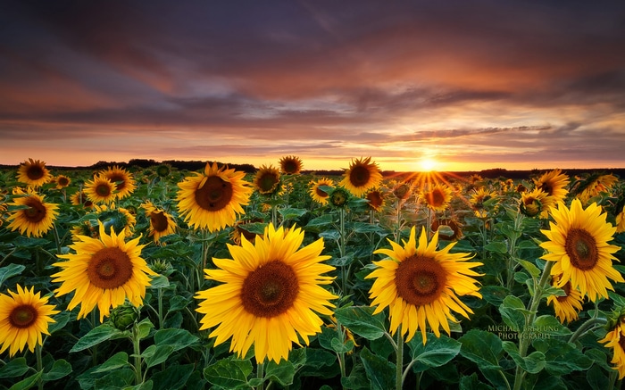 Field of sunflowers at sunset with dramatic clouds