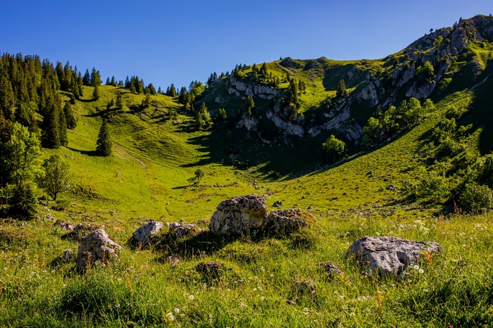 Green mountain valley with trees and rocks