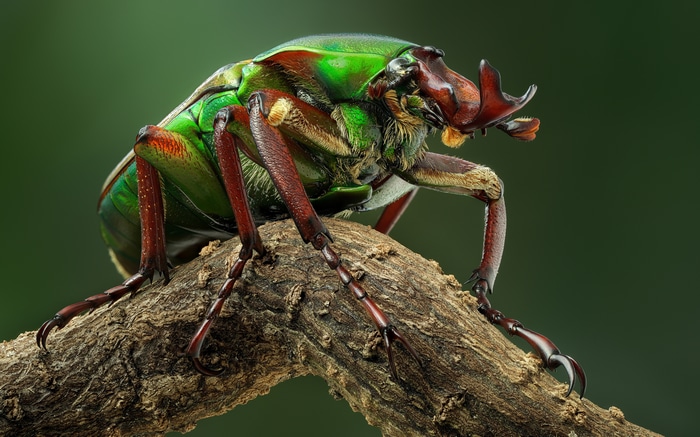 4K Macro shot of a green beetle on a branch