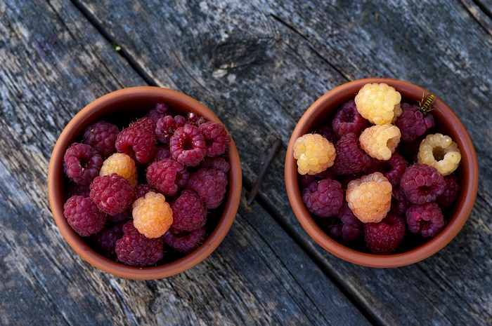 Two bowls of raspberries and yellow raspberries with a wasp