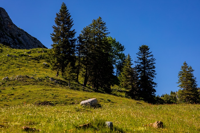 Grassy mountain slope with evergreen trees and blue sky