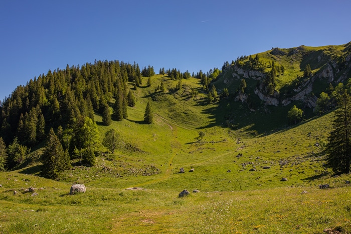 Green mountain valley with trees and rocks