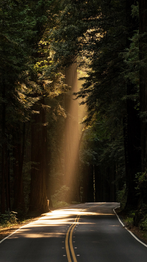 Sunlight beams through redwood trees onto a road