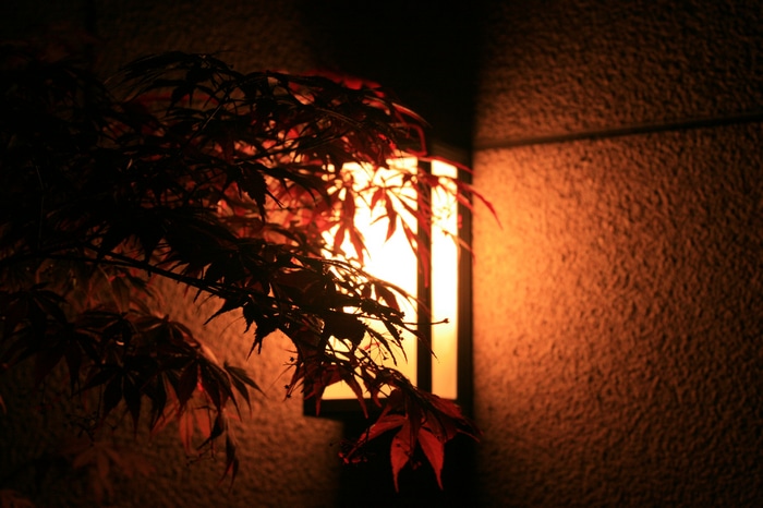 Japanese maple leaves in front of a lantern at night