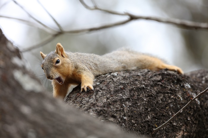 Squirrel on a tree branch with mouth open