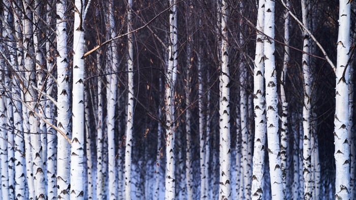 Birch trees in winter in Quebec, Canada