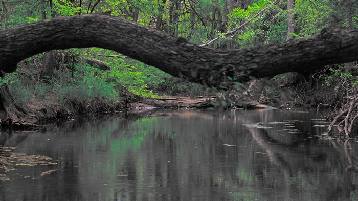 4K nature scene with a river and trees