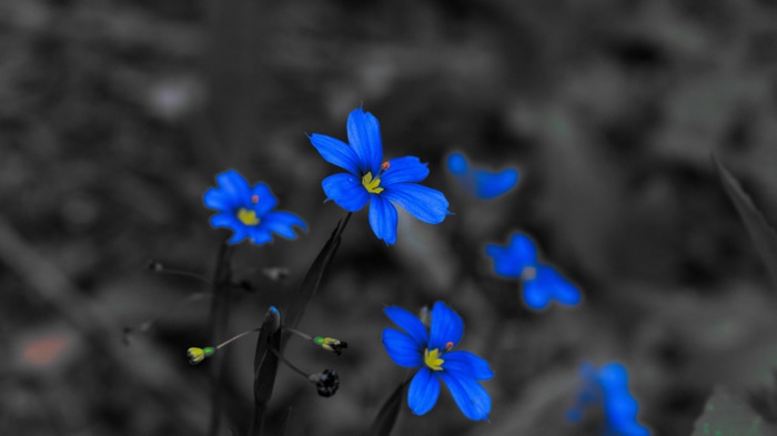 Blue flowers with selective coloring and blurry background