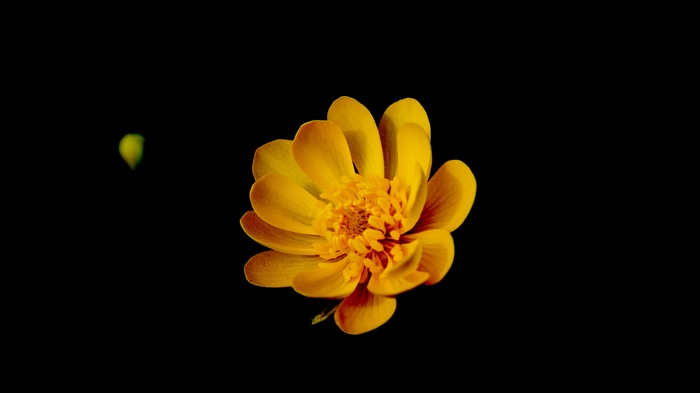 4K Yellow Flower with Black Background