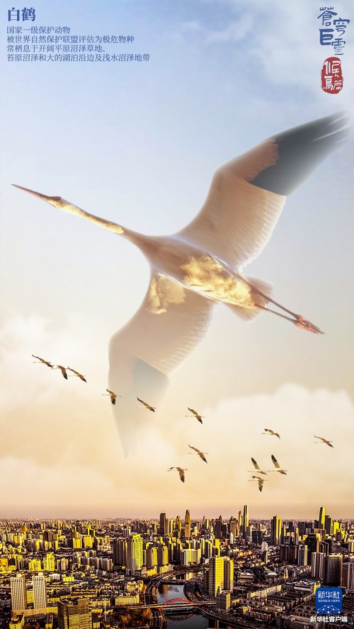 White Cranes Flying Over a Cityscape