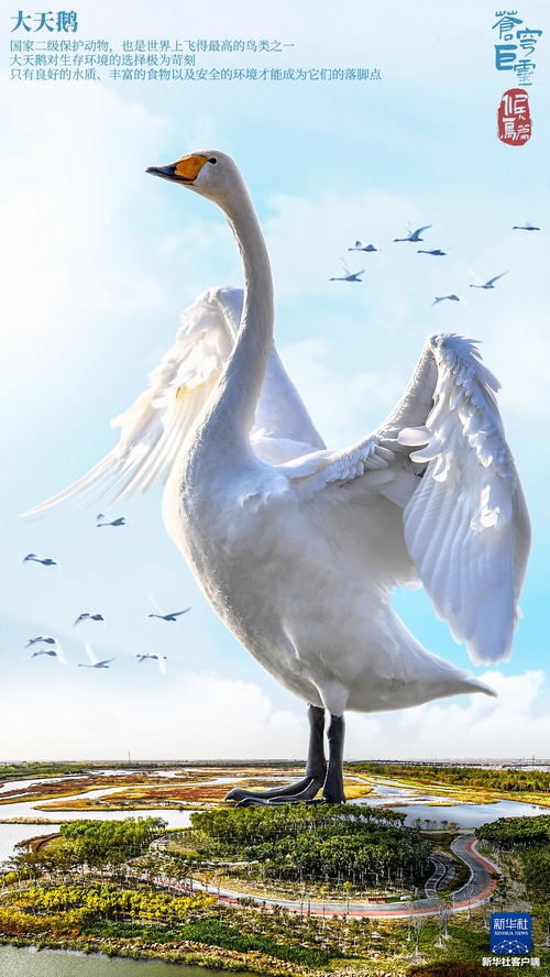 A majestic swan with wings spread wide, flying with other birds