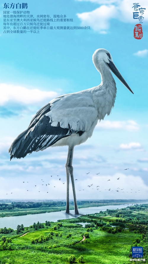Oriental White Stork in Tianjin Wetlands