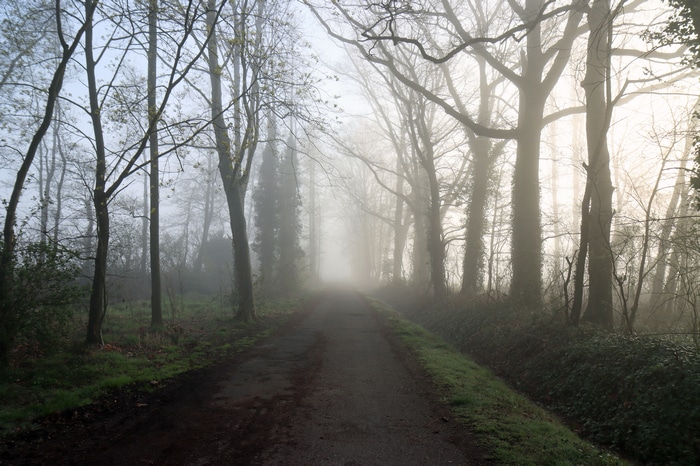 4K morning forest path with mist