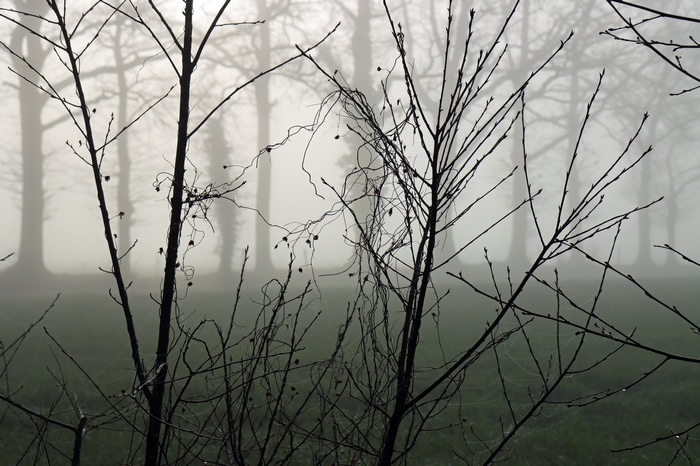 4K trees and branches in morning fog