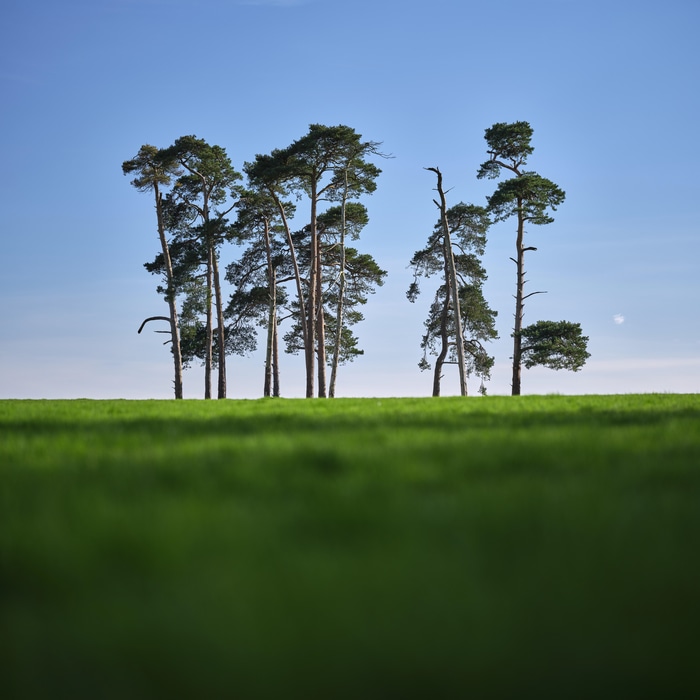Pine trees on a grassy field under a blue sky