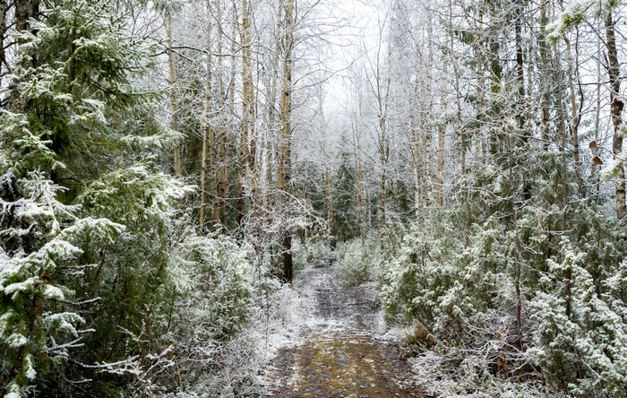 Forest path covered in snow and frost