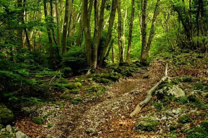 A forest path with moss-covered rocks and fallen leaves