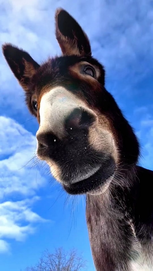 Donkey looking up at the sky with clouds