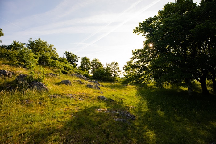 Sunlight shines through trees on a grassy hill with rocks