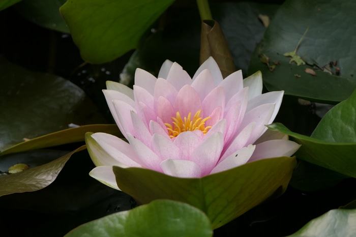Pink lotus flower surrounded by green leaves
