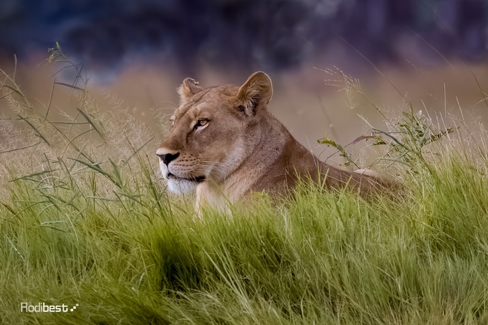 Lioness resting in tall green grass