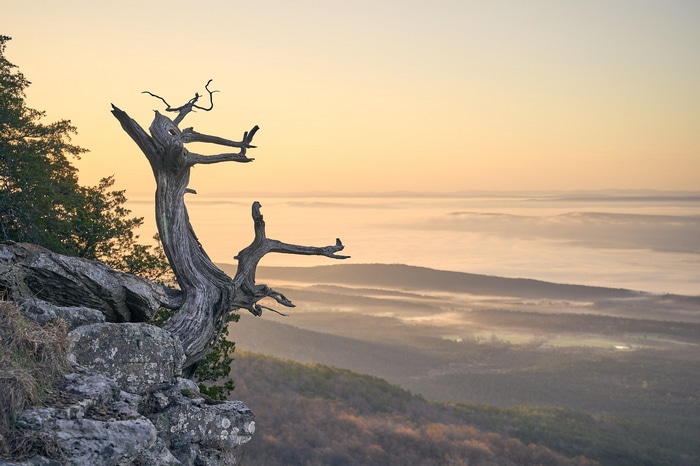 Sunrise over misty mountains with a dead tree