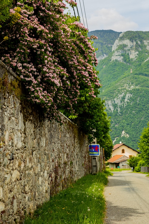 Pink flowers on a stone wall with mountains