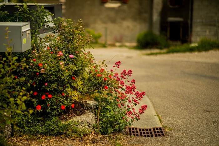 Flowers and mailboxes by a village road