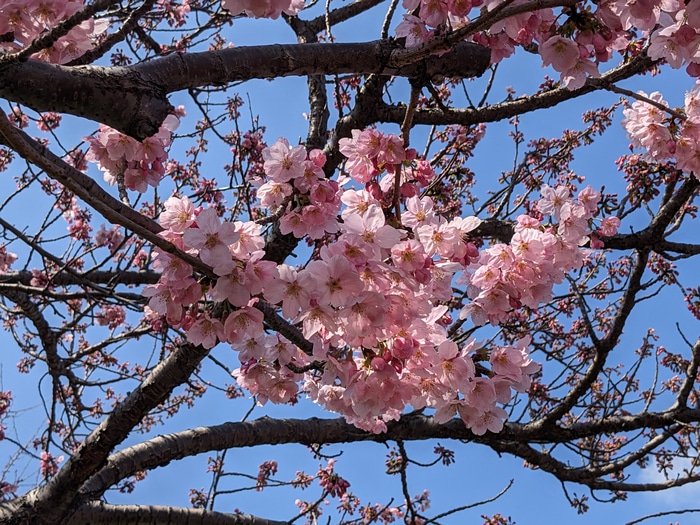 4K Cherry Blossoms on a Branch