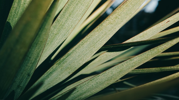 Close-up of green plant leaves with lines