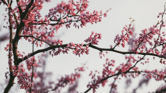 Pink flowers on branches in spring